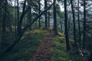 adventure-forest-nature-4029-824x550-1-300x200 adventure-forest-nature-4029-824x550