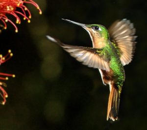 beija-flor_sagrilo-baixa-300x266 Curso Atendimento, Estrutura e Serviços para o Turismo de Observação de Aves em Santa Teresa/ES