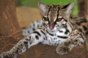 5346aa8b94cde-animais-em-extincao-no-brasil-medium Lista de espécies animais e vegetais ameaçadas de extinção no ES está sendo revisada pelo Inma