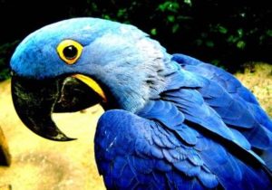 ararinha-azul-300x210 Lista de espécies animais e vegetais ameaçadas de extinção no ES está sendo revisada pelo Inma