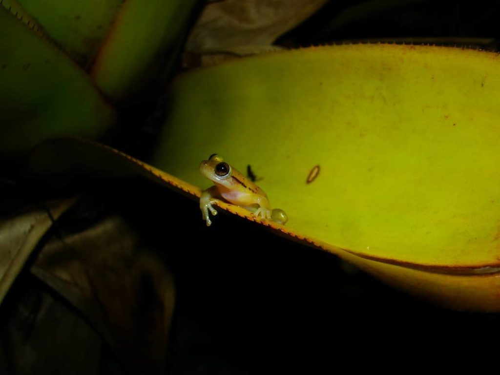 Phyllodytes-cf.-luteolus-Uruçuca-BA-Juliana-Zina-1024x768 Exposição sobre anfíbios em bromélias começou dia 09 no INMA / Museu