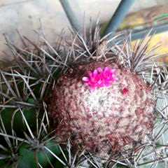 93496284_240187293838858_1616597070193434615_n Cactos ameaçados de extinção