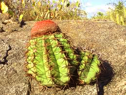 download Cactos ameaçados de extinção
