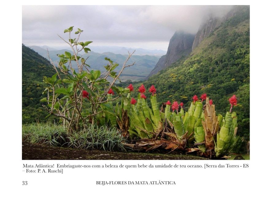 b2ap3_large_pagina_interna_4_livro_piero_ruschi_reproducao Depois de 38 anos, um livro sobre beija-flores
