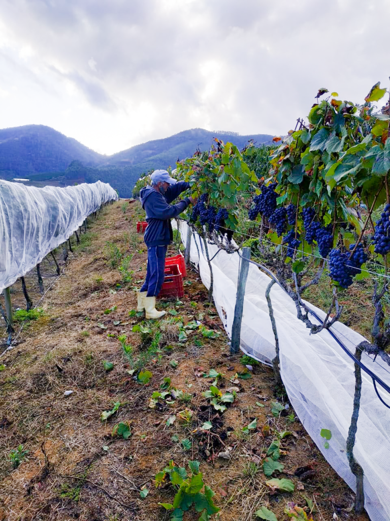 malbec-768x1024 Colheita Malbec