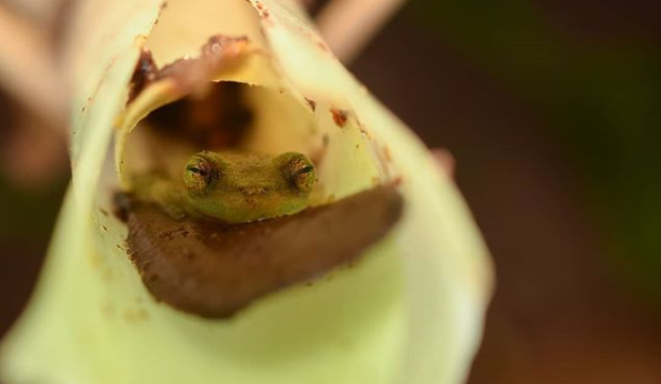 52-1 Momento Natureza - Ciência cidadã na preservação dos anfíbios de bromélia da Mata Atlântica