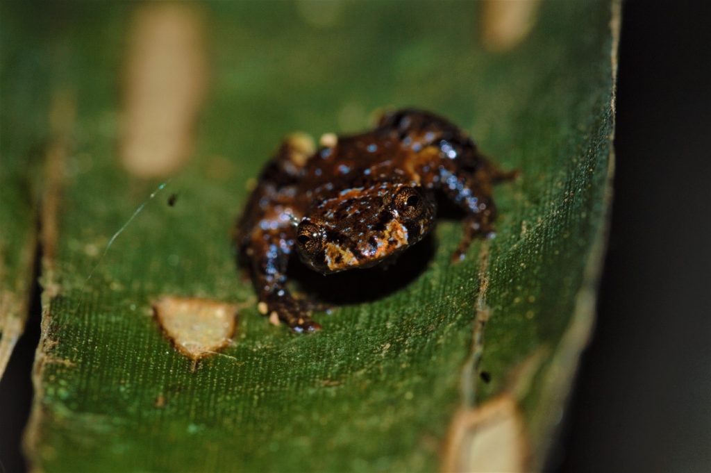 prjeto-bro-1024x681 Momento Natureza - Ciência cidadã na preservação dos anfíbios de bromélia da Mata Atlântica
