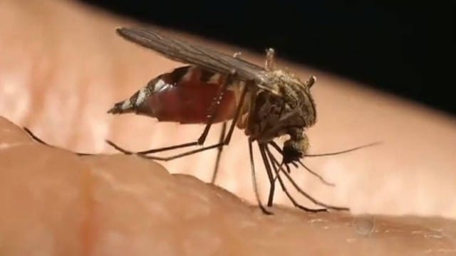 mosquito Borrachudos infestam Santa Teresa