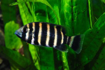 zebra-tilapia Zezinho Quebra-gelo