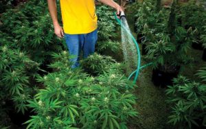 3aacee80-b8cf-4f17-bb21-e25251ea8916-300x188 Comissão aprova projeto que autoriza plantio de Cannabis