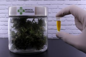 img20190710114152828-1-768x512-1-300x200 Comissão aprova projeto que autoriza plantio de Cannabis