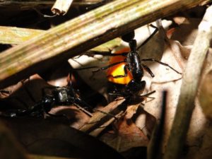 dinoponeralucida-cooperando-300x225 Pesquisador teresense publica artigo sobre formiga gigante da mata atlântica