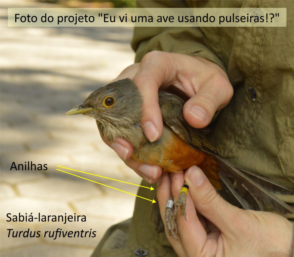 FOTO-DA-SABIA-LARANJEIRA-PARA-STN-1024x893 “Passarinhando” em Santa Teresa