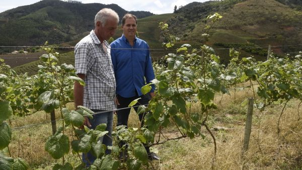 vinicola-taoca-producao-de-vinho-em-santa-teresa-primeira-vinicola-a-elaborar-vinho-fino-o-tabocas-379686-article Santa Teresa é pioneira na colheita de Alvarinho na Região Sudeste