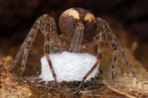 4319-300x200 Aranha brasileira é premiada em concurso do Museu de História Natural de Londres 