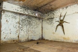 4586-1-300x200 Aranha brasileira é premiada em concurso do Museu de História Natural de Londres 