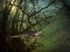 4954-300x223 Aranha brasileira é premiada em concurso do Museu de História Natural de Londres 