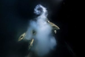 5392-300x200 Aranha brasileira é premiada em concurso do Museu de História Natural de Londres 