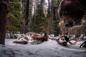 6016-300x200 Aranha brasileira é premiada em concurso do Museu de História Natural de Londres 