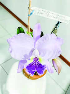 WhatsApp-Image-2021-10-15-at-08.48.38-copiar-225x300 Orquídea é batizada com o nome de artista plástica teresense