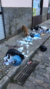 Cachorros-em-Santa-Teresa-169x300 Animais de rua uma questão de saúde pública em Santa Teresa
