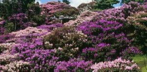 tibouchina-granulosa-2-metros-300x148 O sinal da quaresmeira