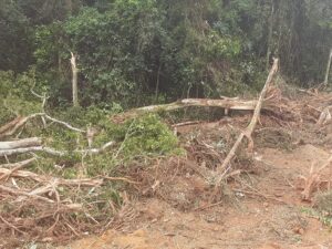 WhatsApp-Image-2023-06-27-at-13.26.16-300x225 Derrubada de mata nativa revolta moradores de Santa Teresa