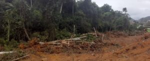 ol-300x122 Desmatamento em Santa Teresa teve permissão do Idaf