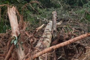 6a622e5d-5232-4fa0-8b61-2056f961489c-300x199 Crime Ambiental: Responsáveis não assumem? Câmara emite nota