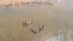whatsapp-image-2023-09-17-at-14.11.12-300x169 Filhote de baleia encalha em praia e uma operação é feita para devolver o animal ao mar