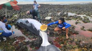 whatsapp-image-2023-09-17-at-14.11.13-1--300x169 Filhote de baleia encalha em praia e uma operação é feita para devolver o animal ao mar
