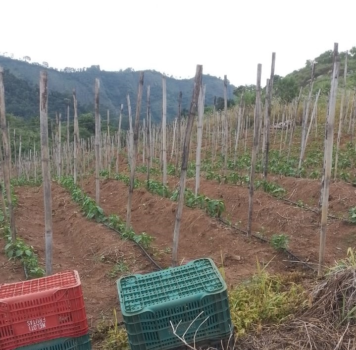 WhatsApp-Image-2024-04-13-at-13.22.25 Agricultura é minha paixão, minha cultura