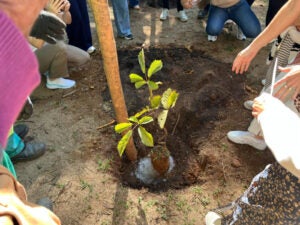 normal@2x-300x225 Parque da Fonte Grande ganha Educação ambiental com plantio de ipês