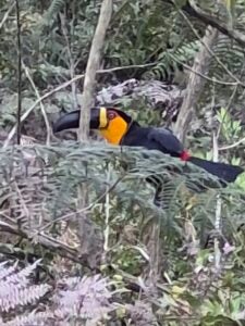 04_tucano-de-bico-preto_Ramphastos-vitellinus-ariel_20260903_foto-Andre-Ferrari-VemPraMata-225x300 Santa Teresa participa pela primeira vez do Grande BioBlitz do Hemisfério Sul