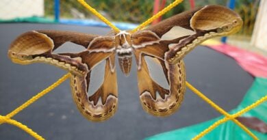 Santa Teresa participa pela primeira vez do Grande BioBlitz do Hemisfério Sul