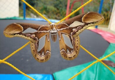 Santa Teresa participa pela primeira vez do Grande BioBlitz do Hemisfério Sul