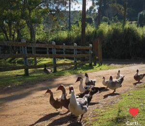 856f818f-715e-408e-b3de-03ca2388bfc0-300x261 Dona da Casa um restaurante na fazenda, a beira do lago