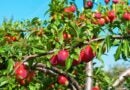A melhor árvore frutífera para ter em casa: é fácil de cuidar