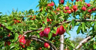 A melhor árvore frutífera para ter em casa: é fácil de cuidar