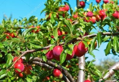A melhor árvore frutífera para ter em casa: é fácil de cuidar