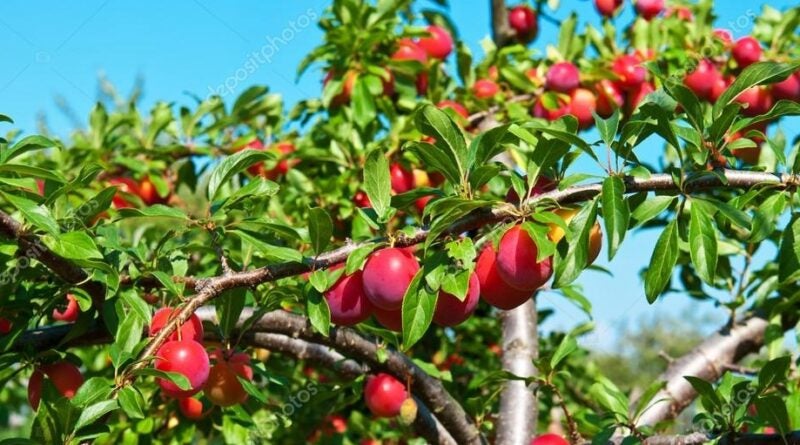 A melhor árvore frutífera para ter em casa: é fácil de cuidar