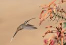 Santa Teresa entre os melhores lugares do Brasil para observação de  aves 