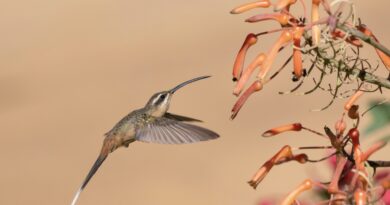 Santa Teresa entre os melhores lugares do Brasil para observação de  aves 