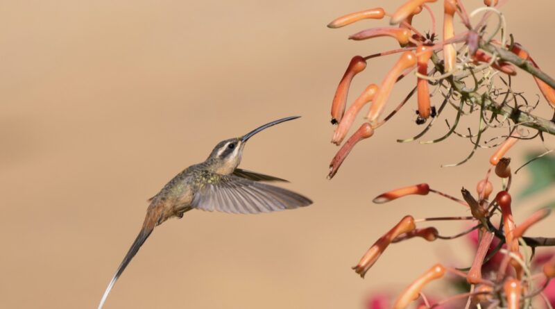 Santa Teresa entre os melhores lugares do Brasil para observação de  aves 