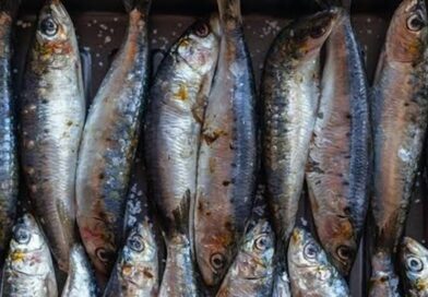Conheça o valor da sardinha para a saúde