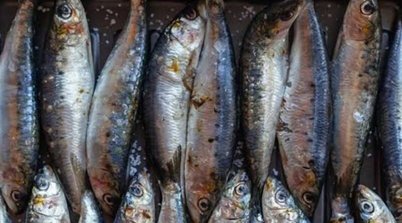 Conheça o valor da sardinha para a saúde