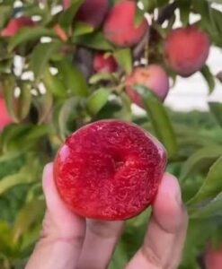 images-7-247x300 A melhor árvore frutífera para ter em casa: é fácil de cuidar